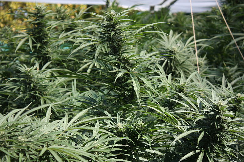 Oltre 3 mila metri quadri di piantagioni di cannabis: arrestate due persone