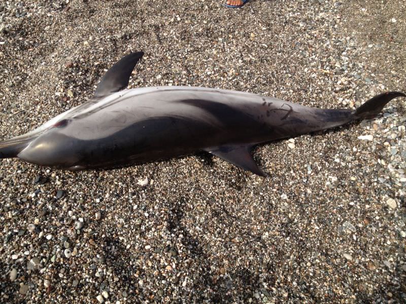 Agrigento, muore un altro delfino: stavolta a Cattolica Eraclea