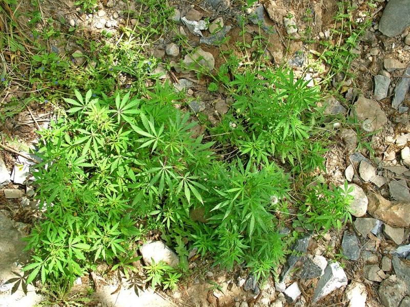 Ritrovate 28 piante di marijuana zona Troina