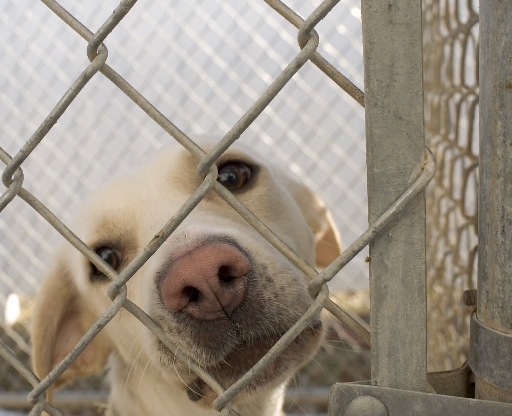Castellammare, cani uccisi a bastonate in terreno sequestrato alla mafia