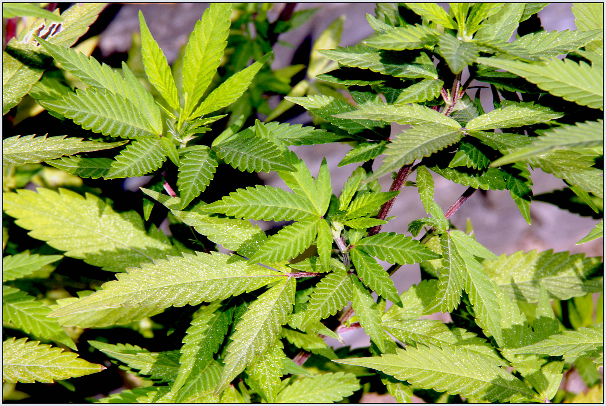 Sicilia “stupefacente”: prima in Italia  per produzione di cannabis