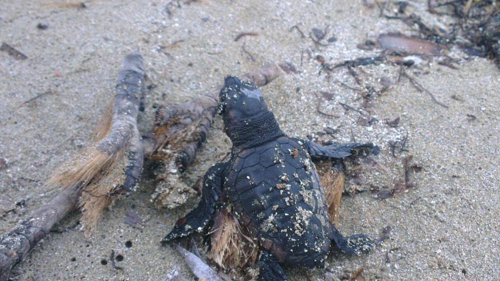 Quarantadue tartarughine di Caretta caretta raggiungono il mare di Lampedusa: si aspetta l’arrivo di altre piccole
