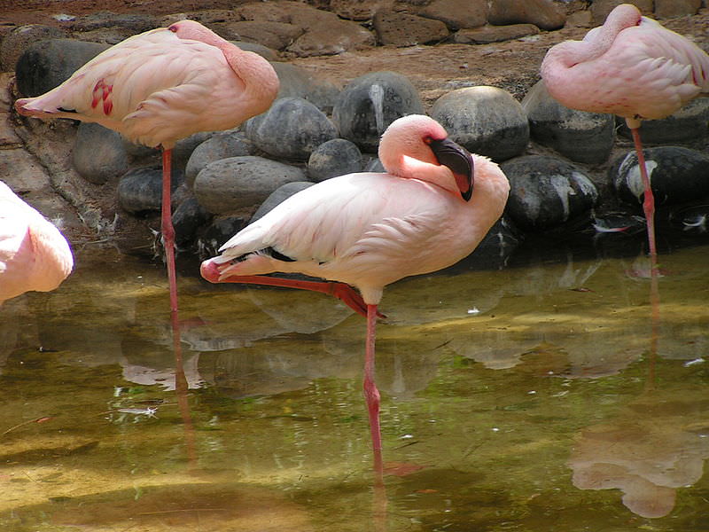 Sorpresa a Salina, avvistati 5 fenicotteri rosa nel laghetto di Lingua: turisti incantati