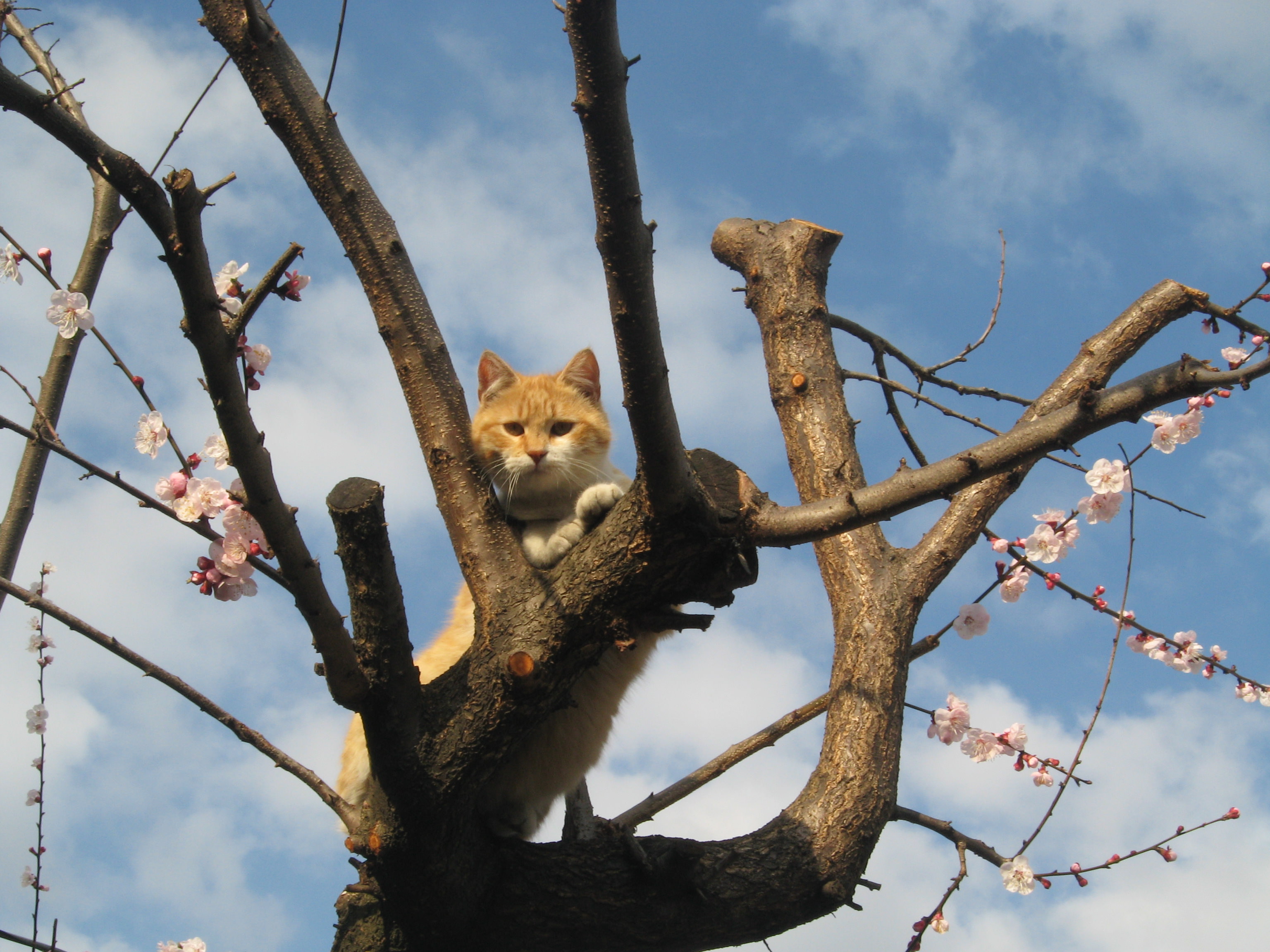 Gatto intrappolato su un albero per 6 giorni