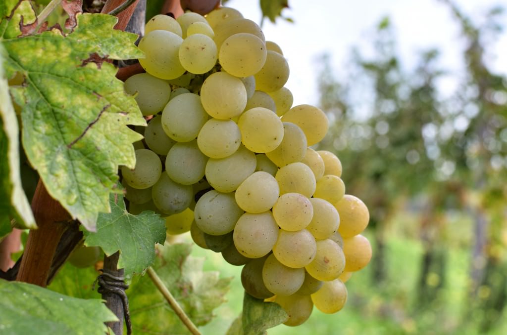 Cantine Planeta: itinerario “divino” tra arte e natura