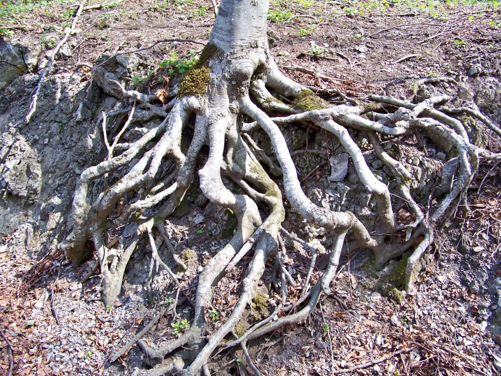 Alberi “posseduti” a Marina di Ragusa
