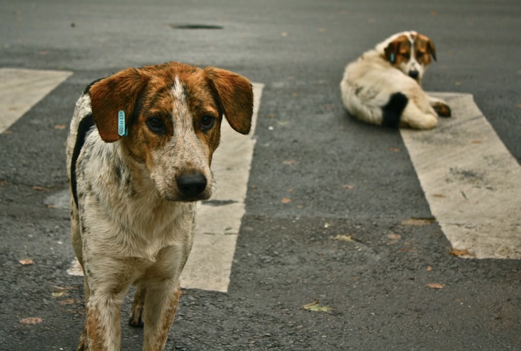 Ospita 50 cani e chiede un supporto. Ma non viene ascoltata