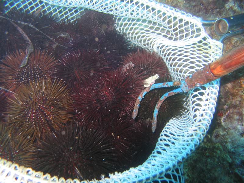 Pesca oltre 4mila ricci e li nasconde: sanzionato un uomo, sequestrata anche l’attrezzatura