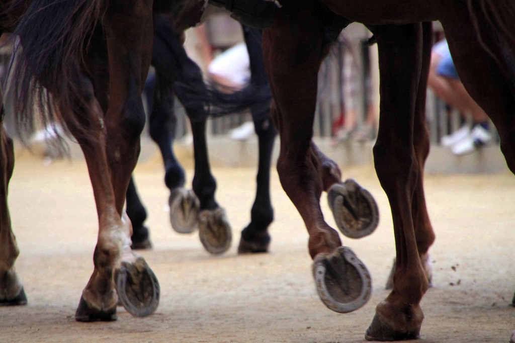 A Nicolosi blitz ferma gara clandestina di cavalli. Assistevano oltre mille spettatori