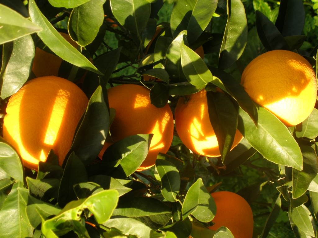 Più frutta nelle bibite, plauso anche di Coldiretti Catania