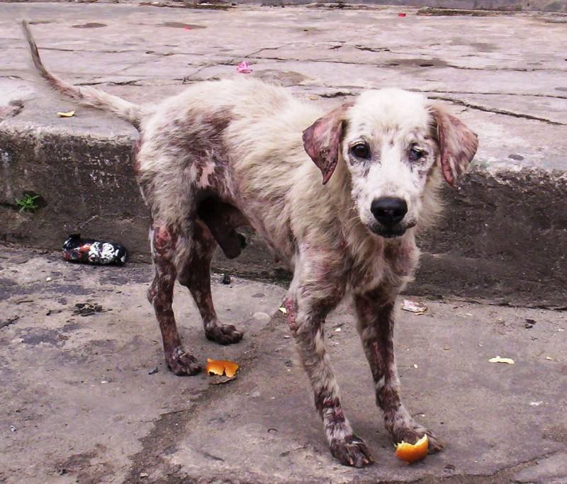 Legato a un palo e lasciato senza acqua né cibo, cane salvato da un passante