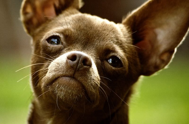Compra chihuahua e lo abbandona al cimitero: “Era troppo impegnativo”. Denunciata 60enne
