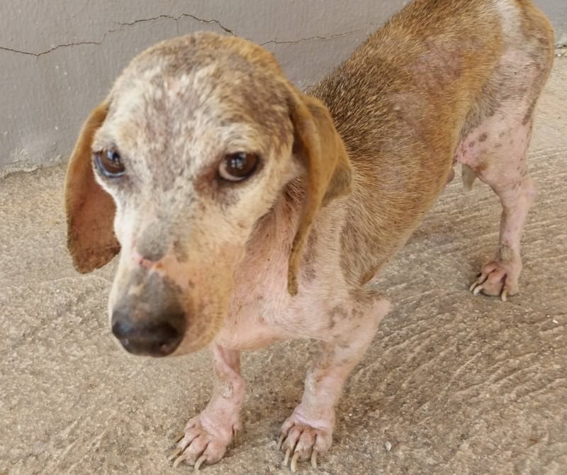 Ancora cani abbandonati: Diana salvata dall’OIPA