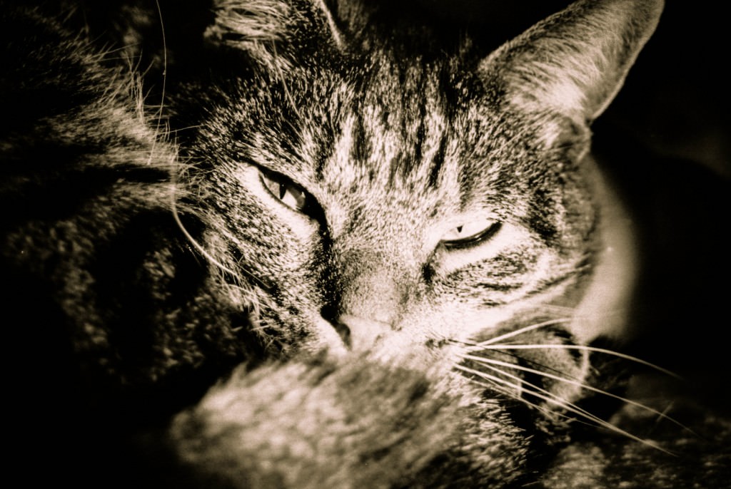 Spara a un gatto con una carabina ad aria compresa: 50enne denunciato per maltrattamento di animali
