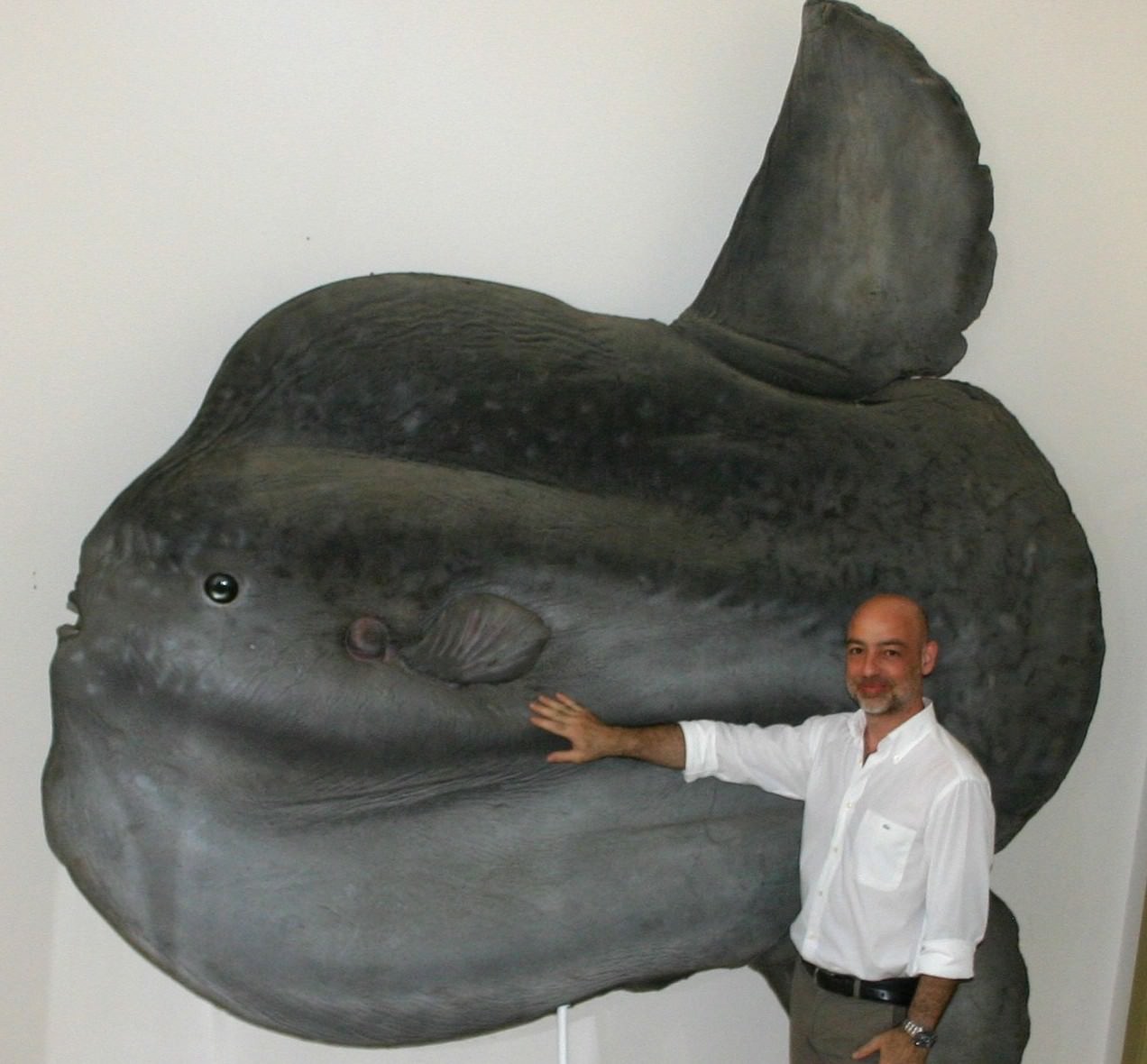 Comiso: un pesce luna gigante al Museo di Storia Naturale