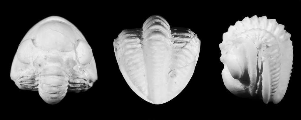 Ritrovamento di fossili marini nella riserva di Palazzo Adriano