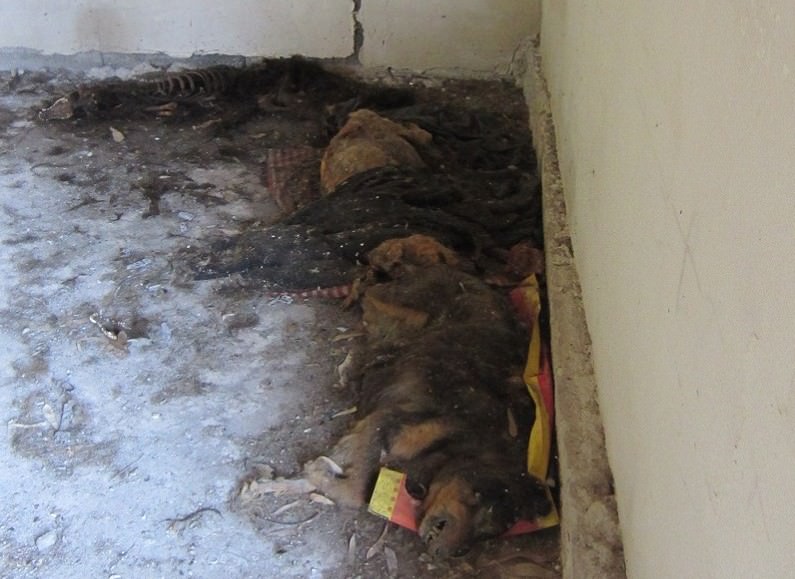 Carcasse di cani in decomposizione: ritrovamento macabro in un maneggio catanese