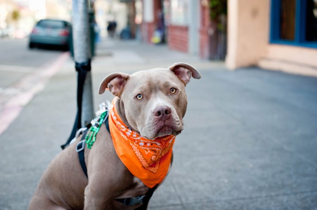 Passeggia con il cane, ma viene aggredita da un pitbull che sbrana il suo simile