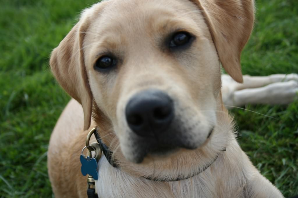 Labrador muore per salvare la sua padrona ottantenne