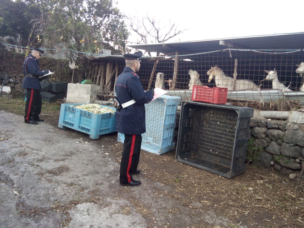 Giarre, sequestrati dai carabinieri maiali, cavalli e pecore