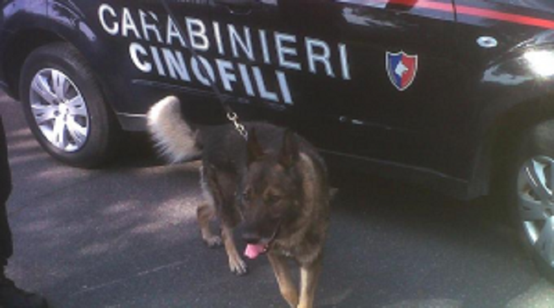 Droga nelle scuole a Catania. Controlli dei carabinieri con i cani