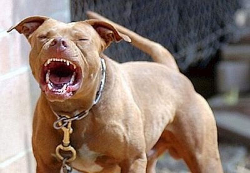 Terrore nella notte, Pitbull uccide cane con un morso alla gola e trancia il dito alla padrona