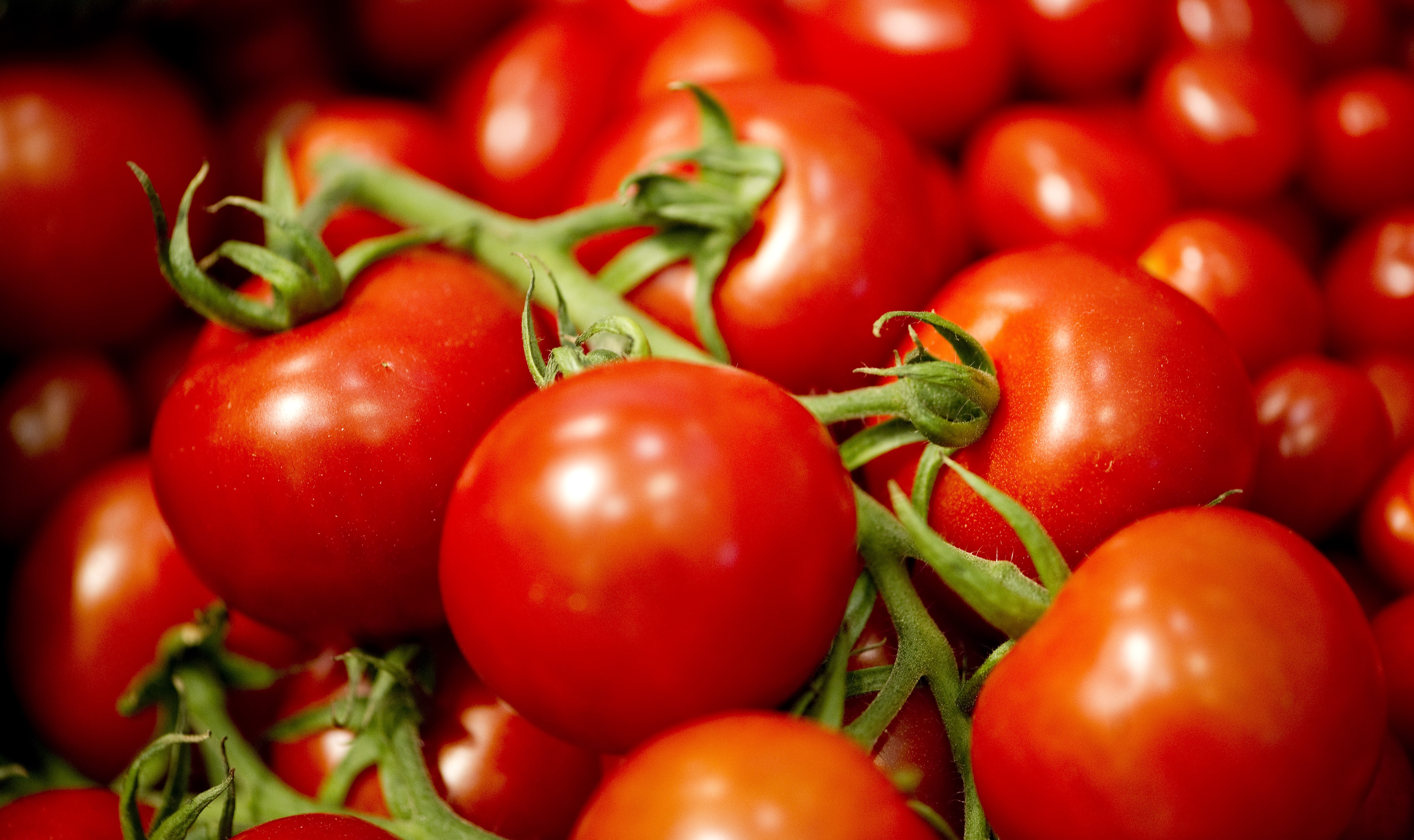 Coltivavano piante di pomodoro brevettate, condannate due note aziende agricole siciliane