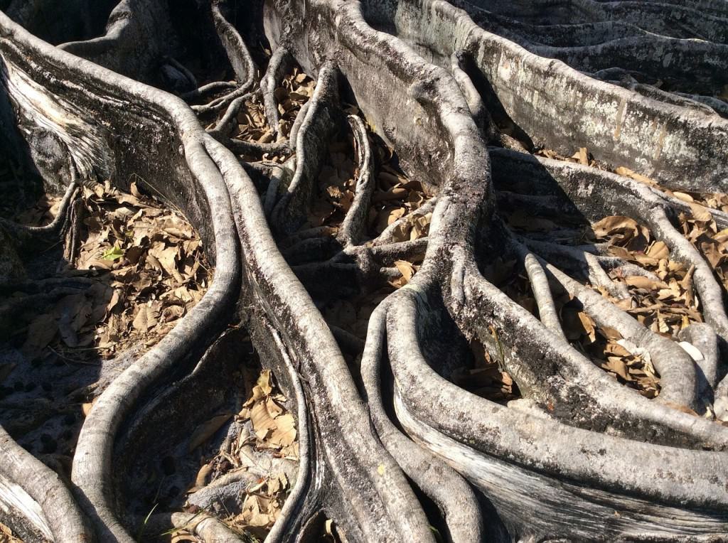 Siracusa, radici ostruiscono tubature: esplode tombino, liquami in mare