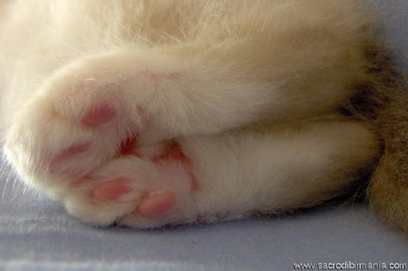 Le protesi al posto delle zampette, il “gatto bionico” Vito diventa una stella di Internet