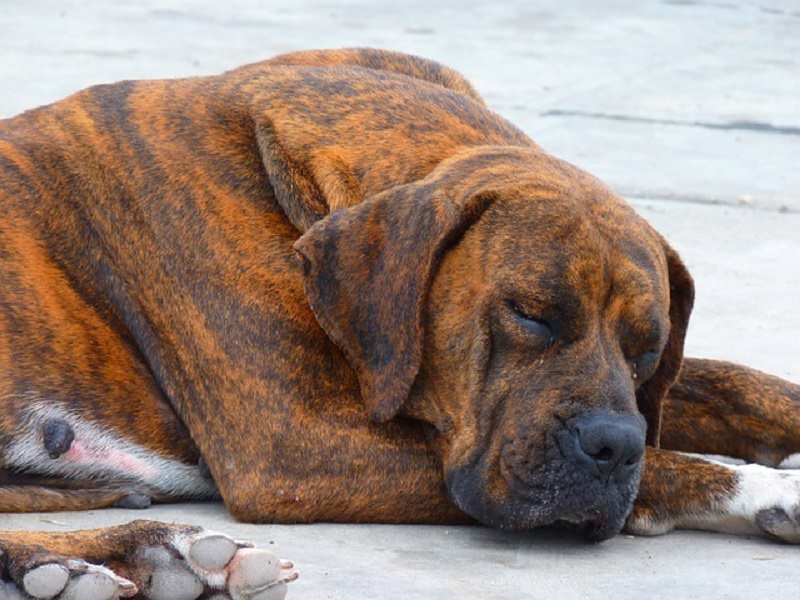 Lega cane randagio all’auto e lo trascina fino a ucciderlo: denunciato 69enne