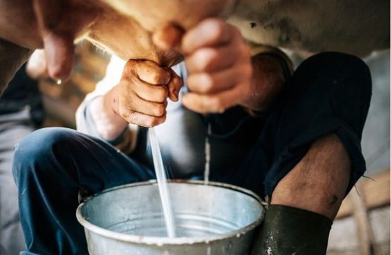 Una mungitura da record per difendere il latte siciliano