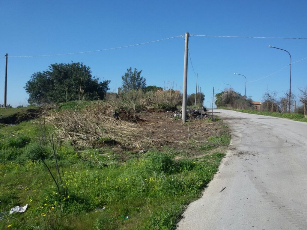 Vittoria, maiali e discariche abusive. L’assessore Cilia: “Area bonificata, non polemizziamo”