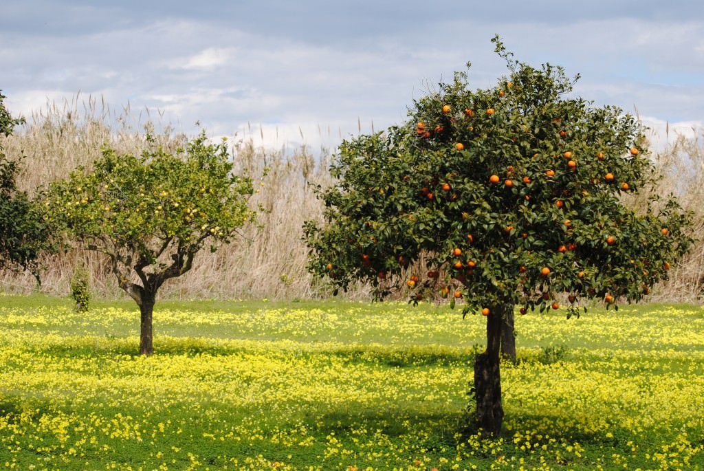 Aziende in ginocchio per blocco dell’attività del Consorzio di Bonifica