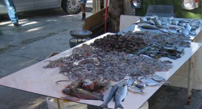 Controlli a Borgo Nuovo, sequestrati 100 chili di pesce