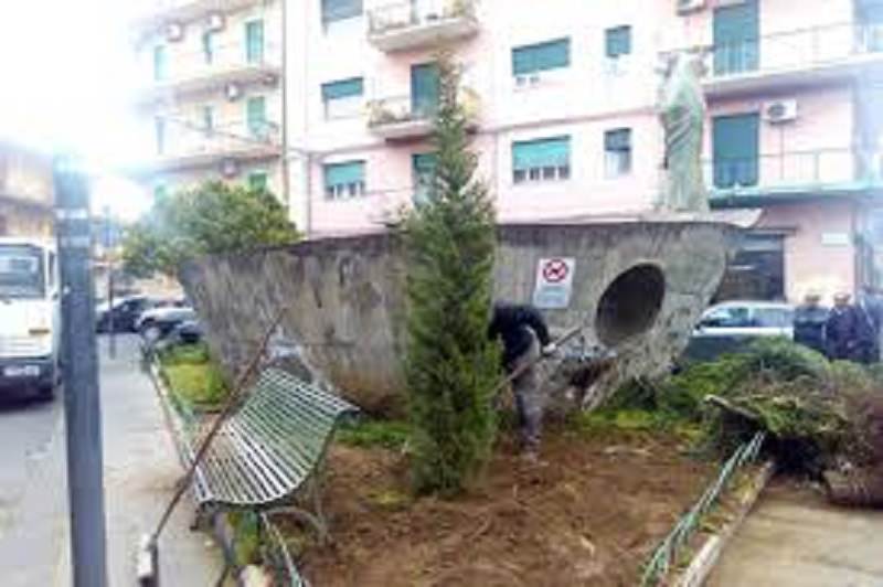 Acireale, in piazza Madonna della Pace uno degli alberi salvati all’ex mercato