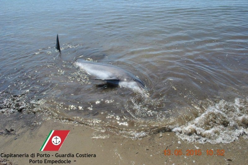 Carcassa di delfino sul litorale di Porto Empedocle