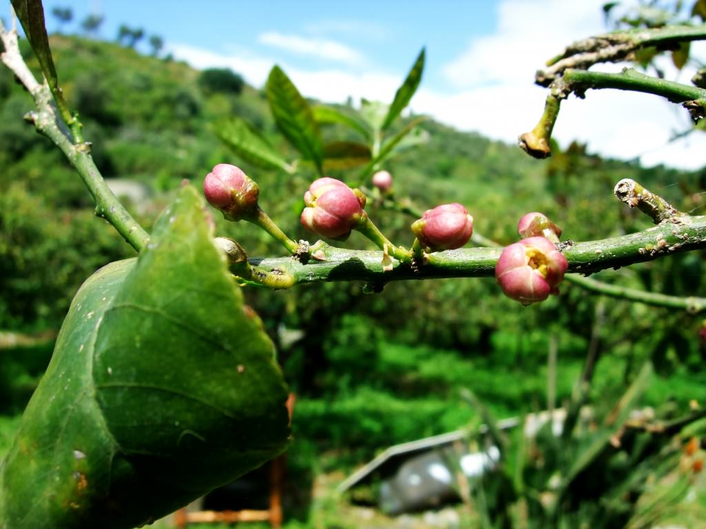 Limone Interdonato, il profumo di una tradizione secolare unica nel suo genere