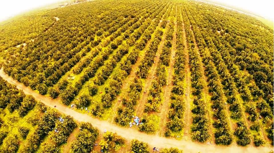 In un video per la prima volta la grande filiera degli agrumi in Sicilia