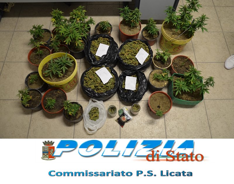 Licata, coltivavano marijuana nell’azienda agricola: arrestati