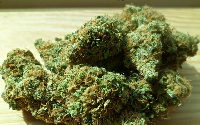 Sequestrati 122 chili di marijuana a imprenditore. La coltivava nelle serre