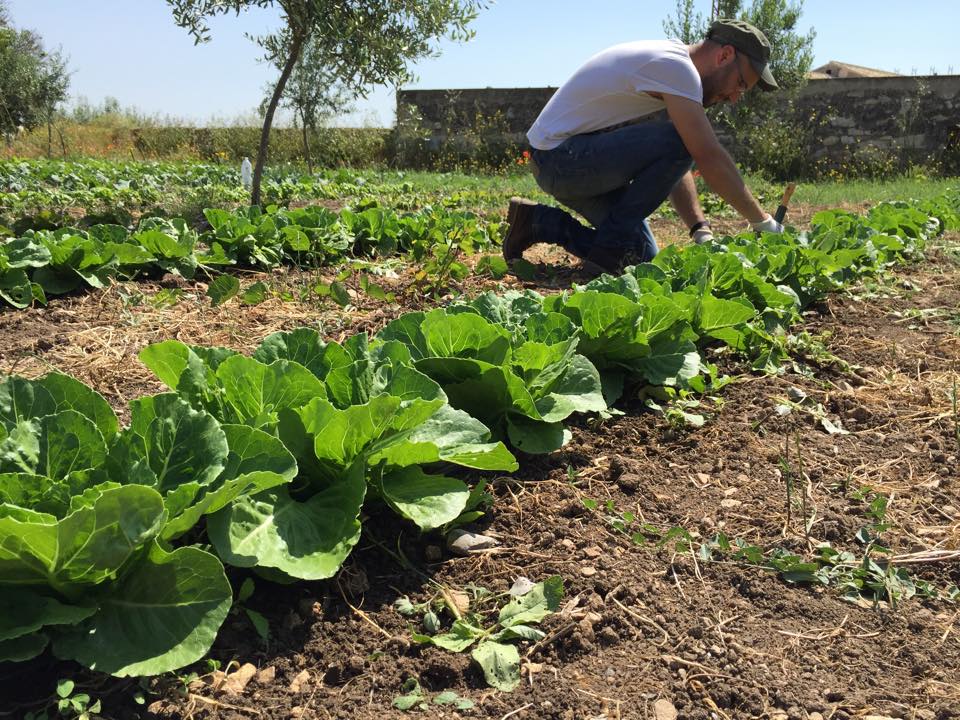 Ispica, concluso il progetto degli orti urbani curato dall’associazione Meridies Ispica, concluso il progetto degli orti urbani curato dall’associazione Meridies