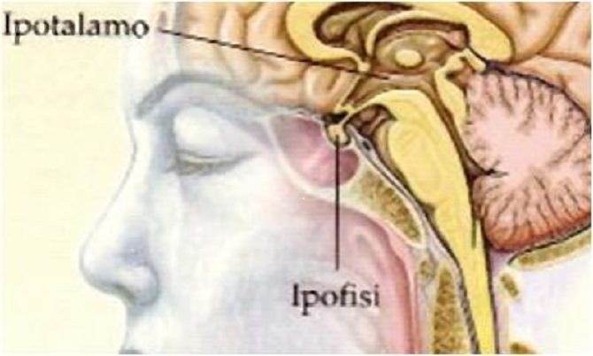 L’ incidentaloma ipofisario