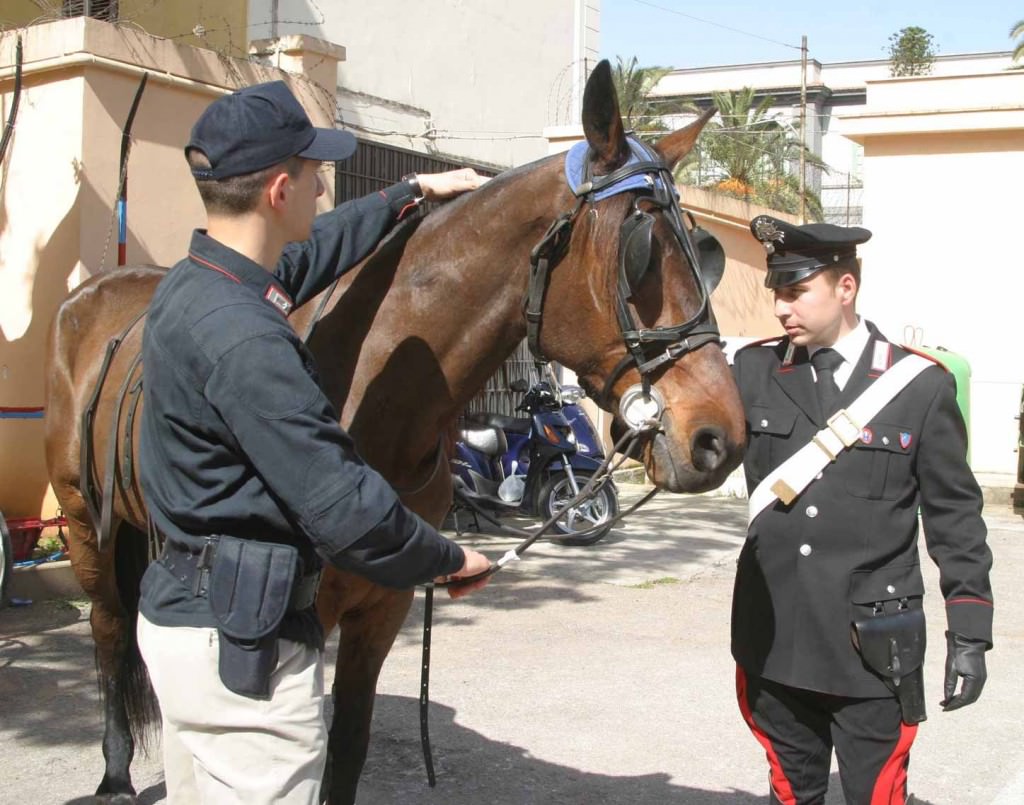 Palermo, corse clandestine di cavalli: denunciati due uomini