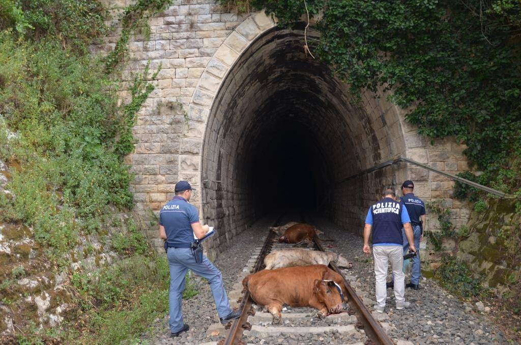 Bovini sui binari: incidente ferroviario a Ragusa Ibla