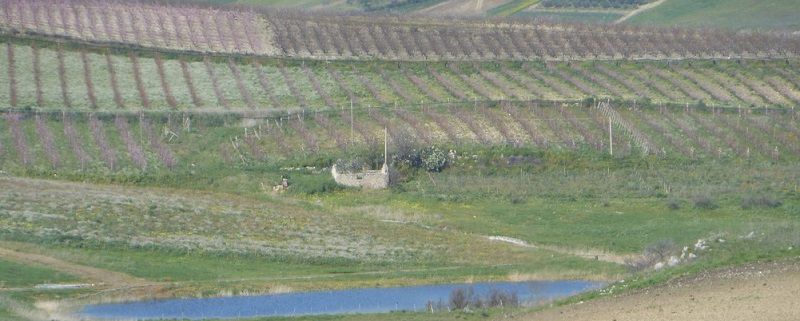 Una coltivazione di frumento biologico nel terreno confiscato alla mafia Una coltivazione di frumento biologico nel terreno confiscato alla mafia