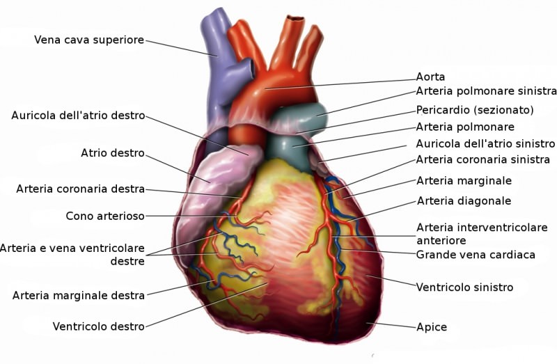 Chemioterapici e cuore