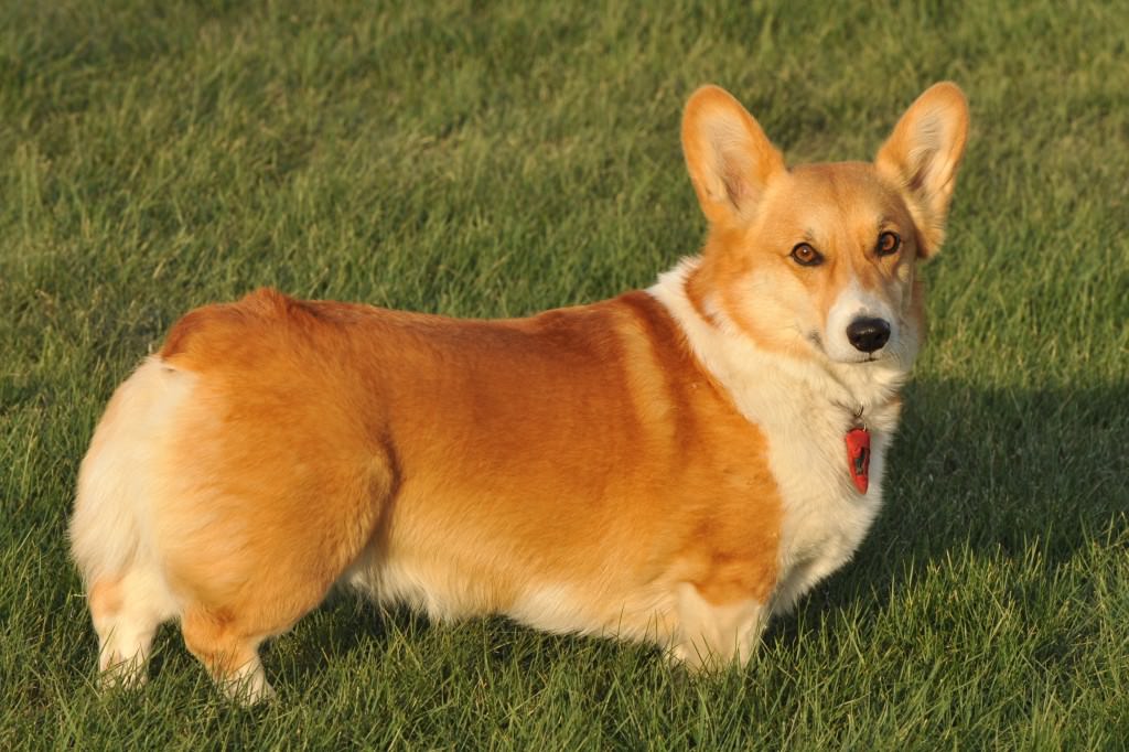 Crampi e morsi del cane