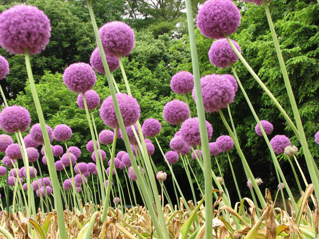 Gli esperti suggeriscono: prevenire il tumore grazie al consumo di Allium