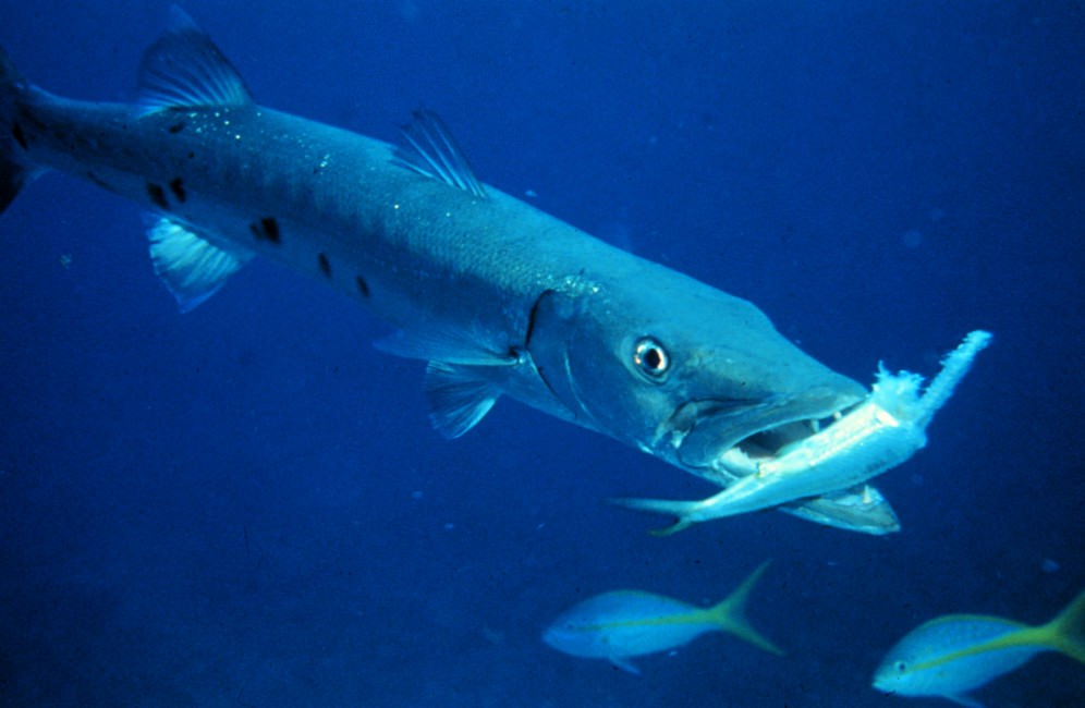 Ustica, ragazza palermitana aggredita da un barracuda