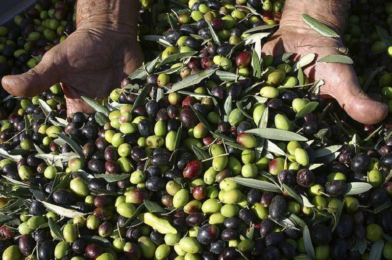 La ricchezza della tradizione olearia siciliana all’ombra del Mongibello